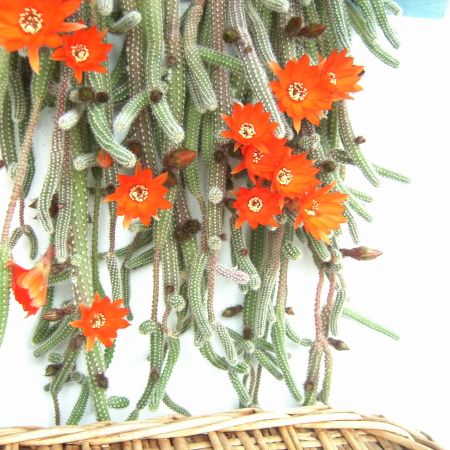 CACTUSI 